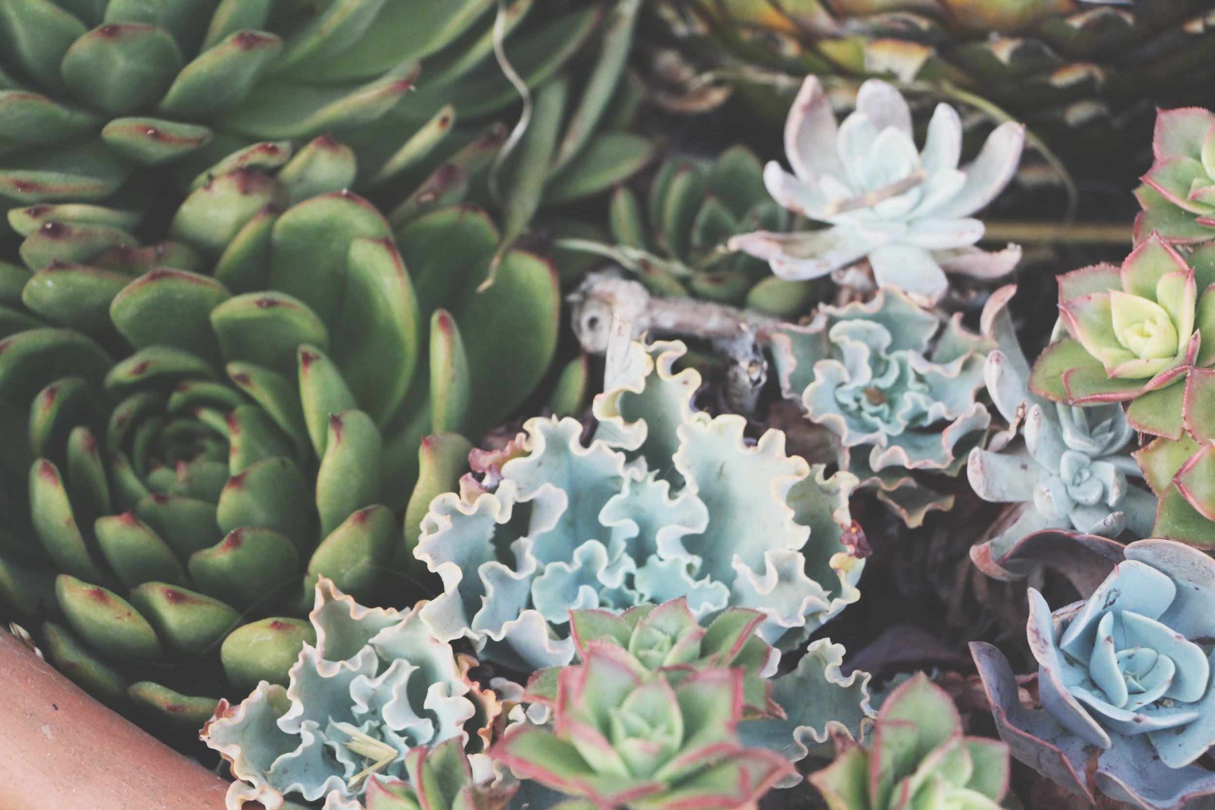 Cacti and Succulents in Old Town, CA via Needles + Leaves